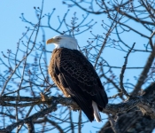 2023 02 11 RedwingEagles 006